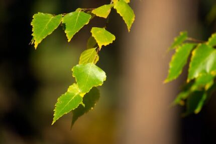 H2O Birch Sweet Essential Oil