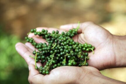 H2O Black Pepper Essential Oil