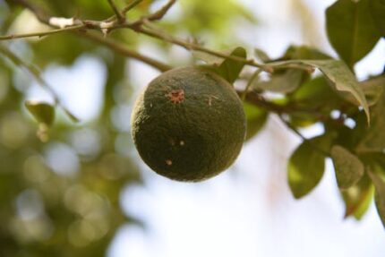 H2O Blood Orange  Essential Oil