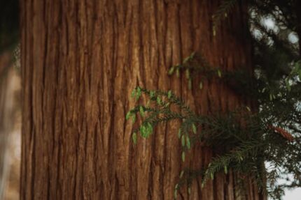 H2O Cedar Wood Essential Oil
