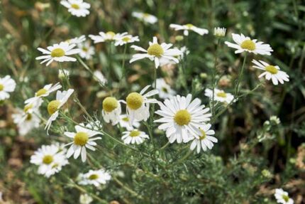 H2O Chamomile Essential Oil