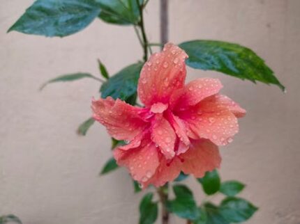 HIBISCUS FLOWER TEA CUT
