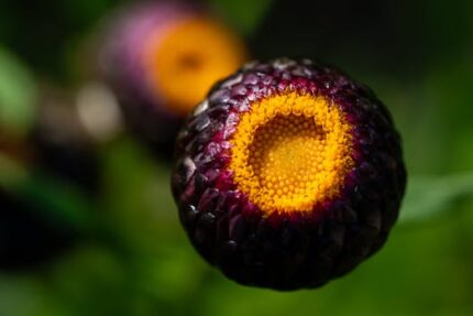 Helichrysum Essential Oil AFRICA