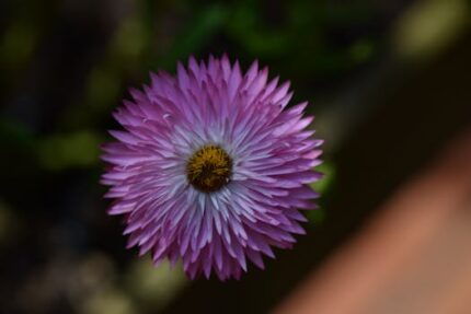 Helichrysum Essential Oil (Morocco)