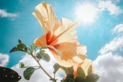 Hibiscus Flower Seed Oil Organic