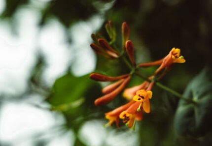 Honeysuckle Absolute 5%