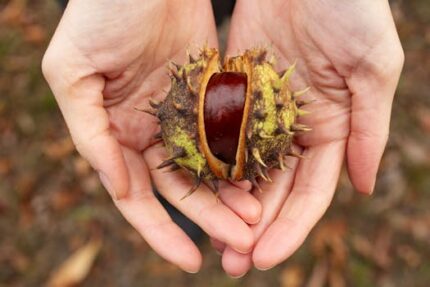 Horse Chestnut Oil