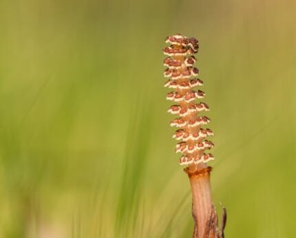 Horsetail Herbal Oil