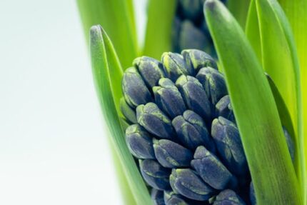 Hyacinth Absolute Oil