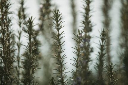 Hyssop Essential Oil ORGANIC