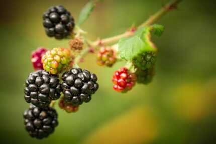 JUJUBE ZIZIPHUS (DA ZAO) BERRY BLACK