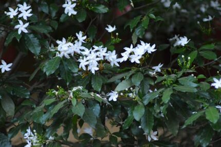 Jasmine Sambac 3%