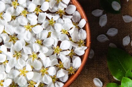 Jasmine Sambac Absolute Oil