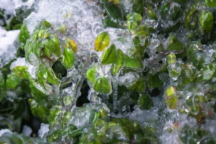 Jojoba Clear Oil ORGANIC