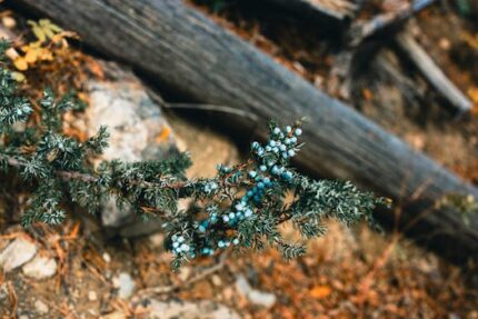 Juniper Berry Oil (Slovenia) ORGANIC