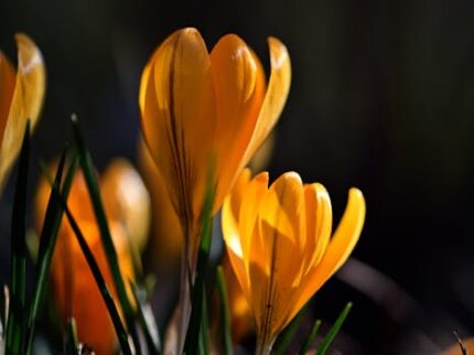 Kesar Saffron Attar
