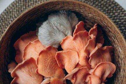 LION'S MANE MUSHROOMS POWDER