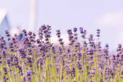 Lavender Aromatherapy Mist
