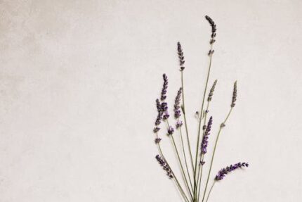 Lavender Flower Powder ORGANIC