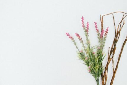 Lavender Hydrosol Organic (CANADA)