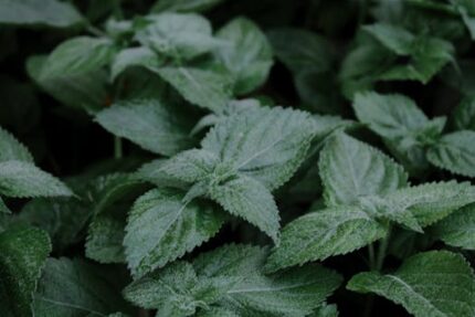 Lemon Balm Hydrosol (CANADA)