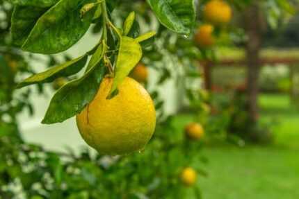 Lemon Butter