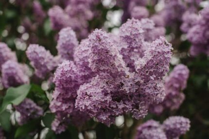 Lilac Absolute Oil