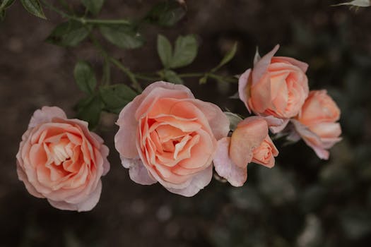 Linan Spray Rose Otto Linan Spray Rose Otto - Image 1