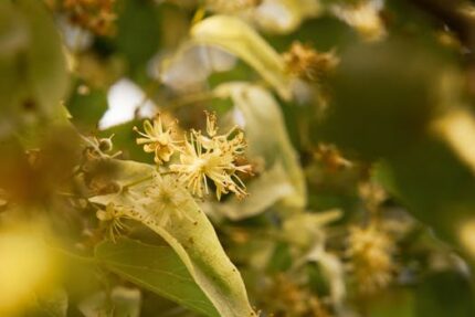 Linden Blossom Attar