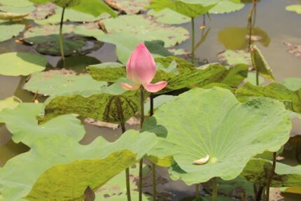 Lotus Incense Sticks