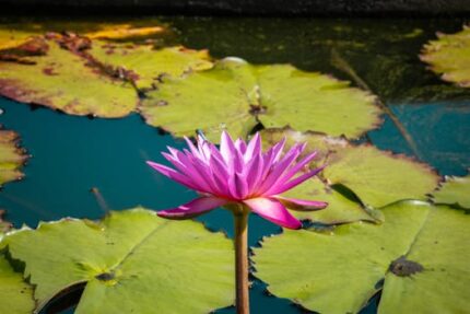 Lotus Pink Absolute Oil