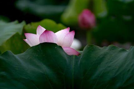 Lotus Pink Hydrosol (INDIA)