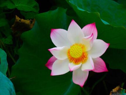 Lotus White Absolute Oil