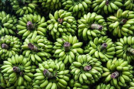 MULBERRY INDIAN (NONI) FRUIT POWDER