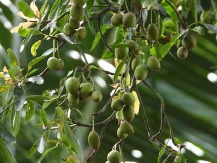 Marula Seed Oil Virgin ORGANIC