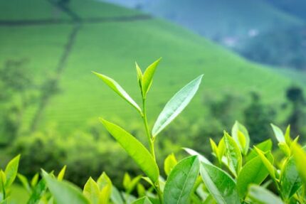 Matcha Green Tea First Quality ORGANIC