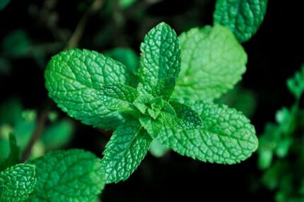Menthol Crystals ORGANIC