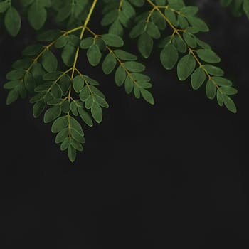 Moringa Leaf Powder Organic (INDIA)