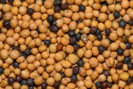 Mustard Seed Oil Virgin