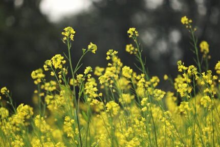 Mustard Yellow Mica
