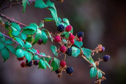 Myrrh Essential Oil (Egypt)