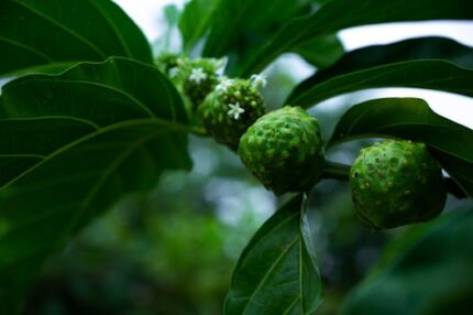 NONI FRUIT (MULBERRY)