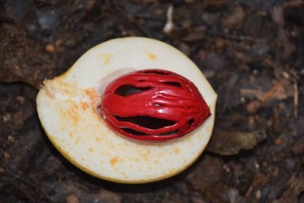 Nutmeg Whole