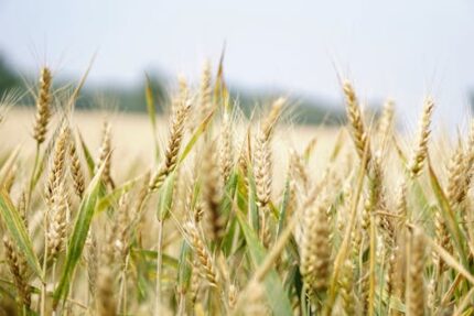 Oat Butter