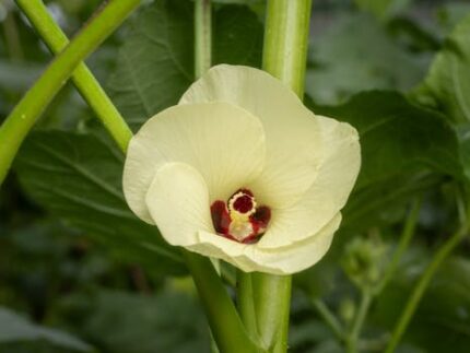 Okra Seed Oil Refined