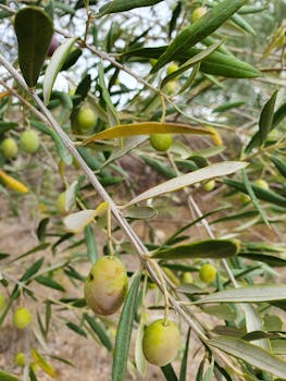 Olive Oil ORGANIC (Spain)
