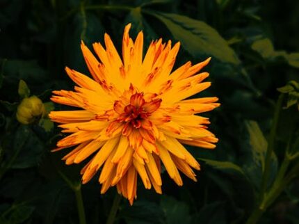 Orange Oxide