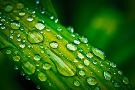 Organic Liquid Castile Soap