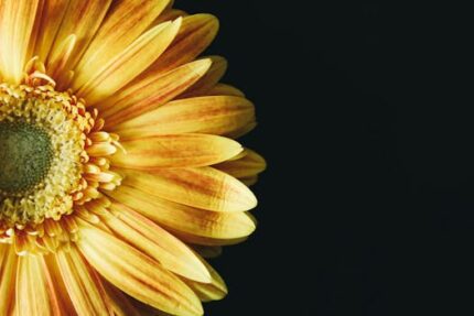 Osmanthus Floral Wax
