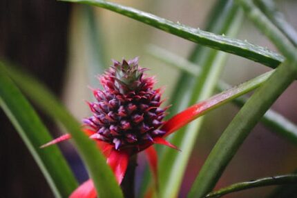 PINEAPPLE TRUNK POWDER